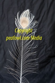 Cameo Feather1