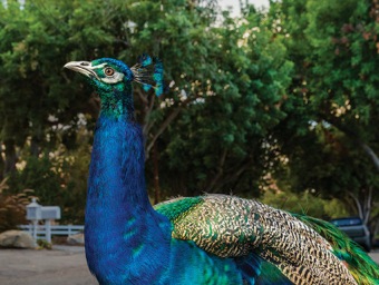 Peacock